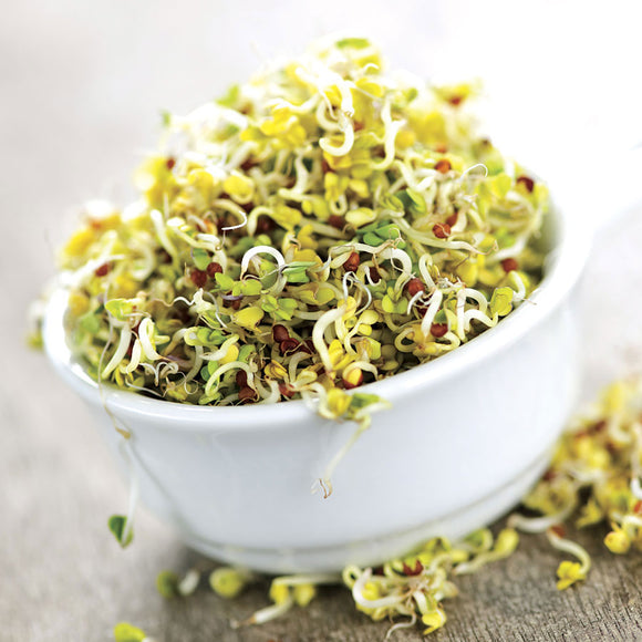 Organic Sprouting Seeds- Salad Mix